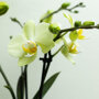 Mexico orchidee geel
